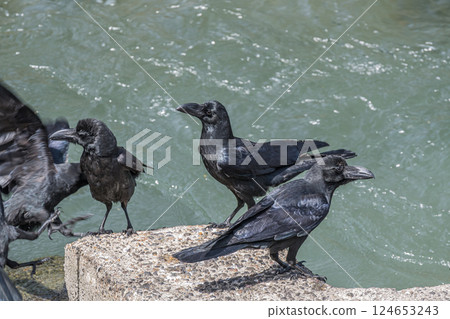 Crow (jungle crow) Crow (jungle crow) 124653243