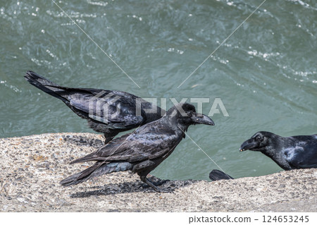 烏鴉（叢林烏鴉） 124653245