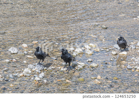 烏鴉（叢林烏鴉） 124653250