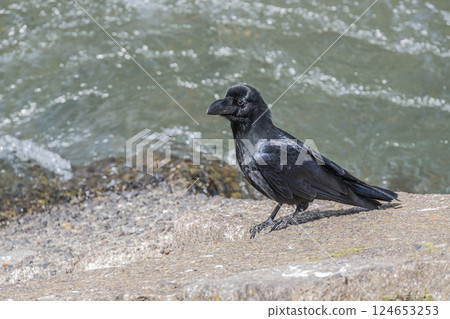 Crow (jungle crow) 124653253