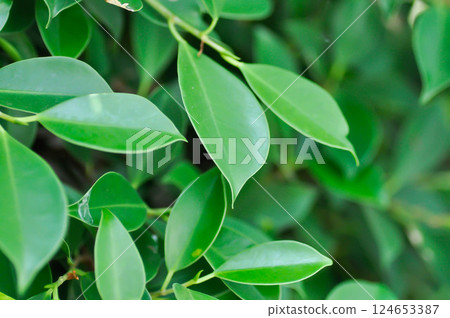 banyan tree or Ficus annulata or ficus bengalensis banyan tree or Ficus annulata or ficus bengalensis 124653387