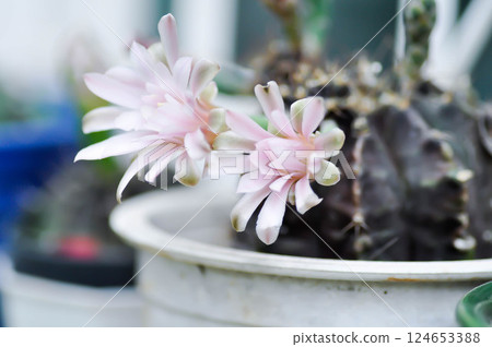 Gymnocalycium ,Gymnocalycium mihanovichii or gymnocalycium mihanovichii variegated with flower or cactus flower 124653388