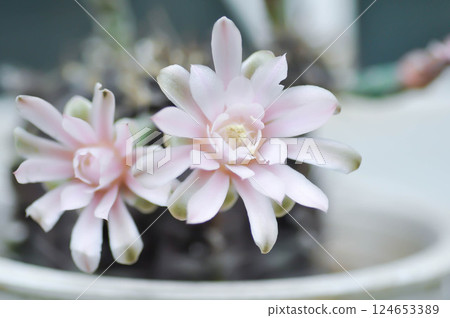 Gymnocalycium ,Gymnocalycium mihanovichii or gymnocalycium mihanovichii variegated with flower or cactus flower 124653389