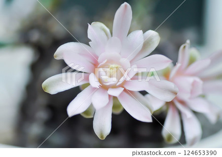 Gymnocalycium ,Gymnocalycium mihanovichii or gymnocalycium mihanovichii variegated with flower or cactus flower Gymnocalycium ,Gymnocalycium mihanovichii or gymnocalycium mihanovichii variegated with flower or cactus flower 124653390