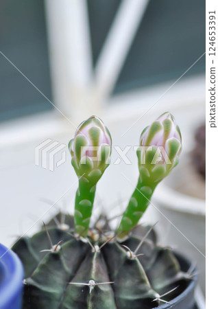 Gymnocalycium ,Gymnocalycium mihanovichii or gymnocalycium mihanovichii variegated with flower or cactus flower Gymnocalycium ,Gymnocalycium mihanovichii or gymnocalycium mihanovichii variegated with flower or cactus flower 124653391