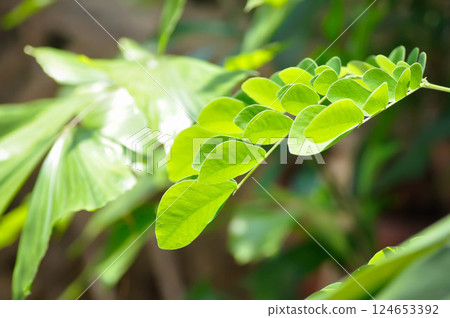 Rain tree or Samanea saman, LEGUMINOSAE MIMOSOIDEAE Rain tree or Samanea saman, LEGUMINOSAE MIMOSOIDEAE 124653392
