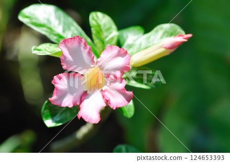 Adenium obesum , Desert rose or Mock Azalea or Pink bignonia or Impala lily or APOCYNACEAE 124653393