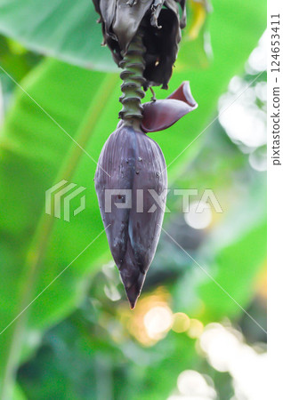 banana seed or banana plant, banana tree or Banana blossom 124653411