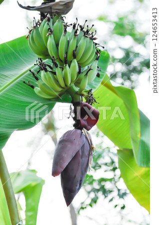banana seed or banana plant, banana tree or Banana blossom banana seed or banana plant, banana tree or Banana blossom 124653413
