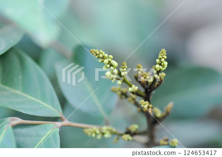 rambutan tree, rambutan plant or Nephelium lappaceum Linn and flower or rambutan blossom 124653417