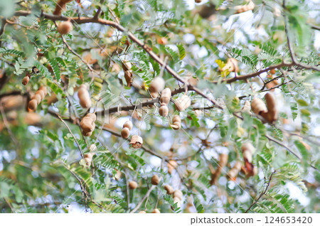 Tamarindus indica L, Indian date or Tamarind or FABACEAE or Tamarind tree and Tamarind seed Tamarindus indica L, Indian date or Tamarind or FABACEAE or Tamarind tree and Tamarind seed 124653420