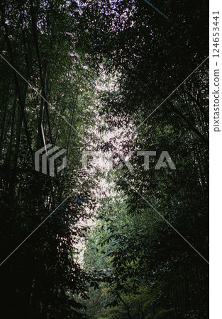 Light into the forest 124653441