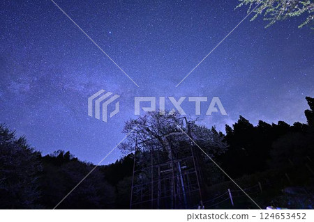 The Milky Way and Tarumi Cherry Blossoms 124653452