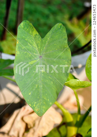 Colocasia esculenta, Lemon Lime Gecko or Colocasia Colocasia esculenta, Lemon Lime Gecko or Colocasia 124653473
