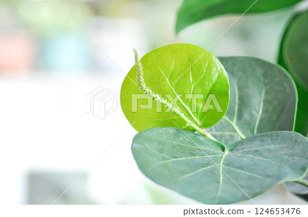 Coccoloba uvifera ,Sea grape or POLYGONACEAE with seed and flower 124653476