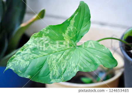 Syngonium podophyllum, Arrowhead Vine or Goosefoot Plant or Araceae or bicolor syngonium 124653485