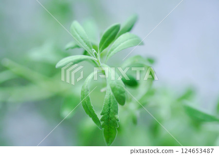 lavender , Lavandula or Lavandula angustifolia 124653487