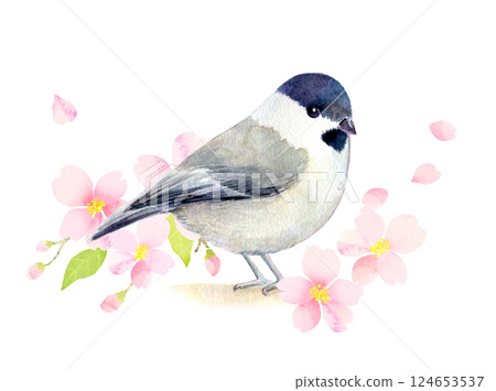 Watercolor illustration: Tit in cherry blossom season Watercolor illustration: Tit in cherry blossom season 124653537