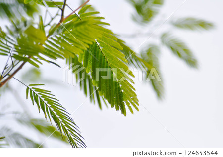 Acacia pennata, Tropical Acacia or Climbing wattle or Acacia, Cha om or FABACEAE or LEGUMINOSAE or MIMOSOIDEAE or MIMOSACEAE Acacia pennata, Tropical Acacia or Climbing wattle or Acacia, Cha om or FABACEAE or LEGUMINOSAE or MIMOSOIDEAE or MIMOSACEAE 124653544