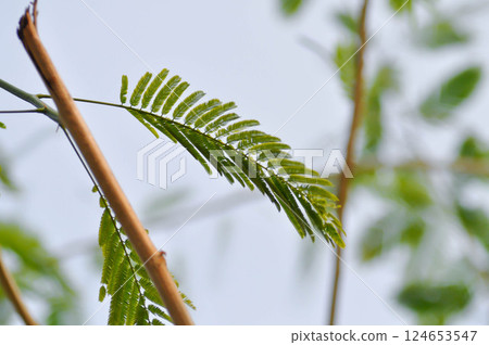 Acacia pennata, Tropical Acacia  or Climbing wattle or Acacia, Cha om or FABACEAE or LEGUMINOSAE or MIMOSOIDEAE or MIMOSACEAE 124653547