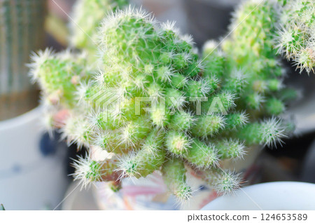 mammillaria spinosissima cv un pico f montrose, Mammillaria Spinosissima or Mammillaria cactus mammillaria spinosissima cv un pico f montrose, Mammillaria Spinosissima or Mammillaria cactus 124653589