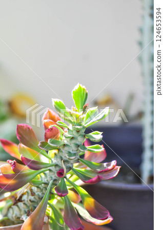Monadenium, Euphorbia ritchiei or EUPHORBIACEAE or the Monadenium or bicolor Euphorbia or pink Euphorbia or pink plant 124653594