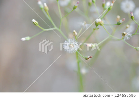 Cyanthillium cinereum , Little ironweed or Vernonia cinerea or Ash coloured fleabane or Ash coloured ironweed Cyanthillium cinereum , Little ironweed or Vernonia cinerea or Ash coloured fleabane or Ash coloured ironweed 124653596