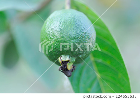 guava tree, MYRTACEAE or Psidium guajava Linn or guava fruit guava tree, MYRTACEAE or Psidium guajava Linn or guava fruit 124653635