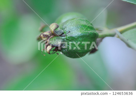 guava tree, MYRTACEAE or Psidium guajava Linn or guava fruit 124653636