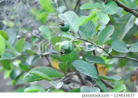 guava tree, MYRTACEAE or Psidium guajava Linn or guava fruit 124653637
