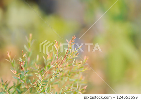 Claret Tops Honey Myrtle, Melaleuca linariifolia Claret Tops Claret Tops Honey Myrtle, Melaleuca linariifolia Claret Tops 124653659