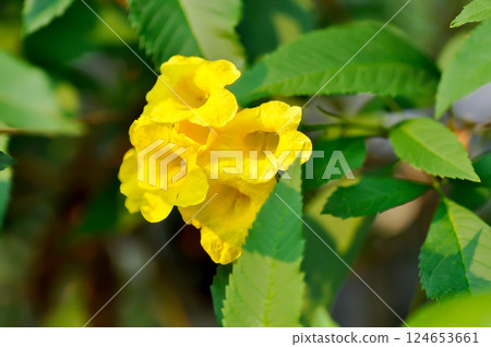 Trumpet vine, Yellow bell or Yellow elder or yellow flower 124653661