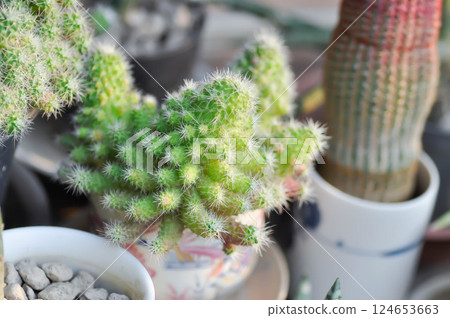 astrophytum myriostigma or cactus plant astrophytum myriostigma or cactus plant 124653663