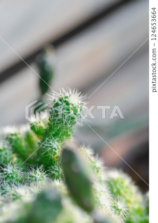 Mammillaria Spinosissima cv Un Pico f Montrose, Mammillaria Spinosissima or Mammillaria cactus Mammillaria Spinosissima cv Un Pico f Montrose, Mammillaria Spinosissima or Mammillaria cactus 124653664