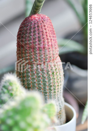 echinocereus pectinatus rubispinus,echinocereus pectinatus or pink cactus or cactus , succulent echinocereus pectinatus rubispinus,echinocereus pectinatus or pink cactus or cactus , succulent 124653666
