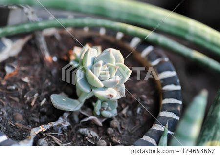 Kalanchoe, Kalanchoideae or Crassulaceae or K blossfeldiana or Magnoliophyta or succulent Kalanchoe, Kalanchoideae or Crassulaceae or K blossfeldiana or Magnoliophyta or succulent 124653667