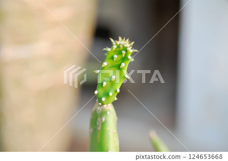 Opuntia cochenillifera, Opuntia or cactus Opuntia cochenillifera, Opuntia or cactus 124653668