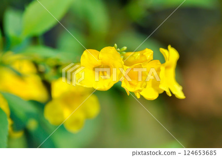Trumpet vine, Yellow bell or Yellow elder or yellow flower Trumpet vine, Yellow bell or Yellow elder or yellow flower 124653685