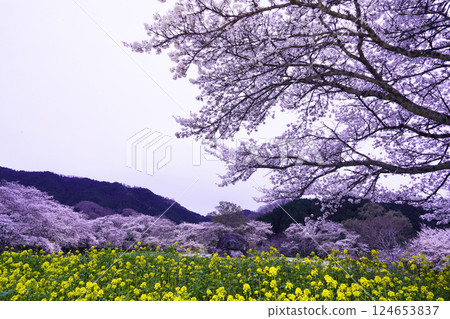 Ishibutai Tomb in spring when cherry blossoms and rape blossoms bloom Ishibutai Tomb in spring when cherry blossoms and rape blossoms bloom 124653837