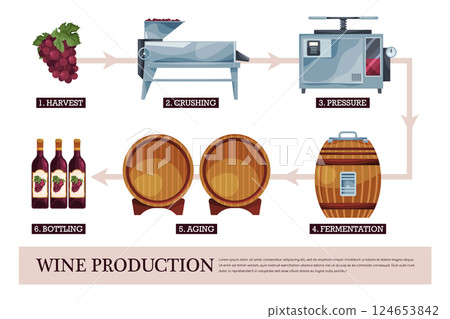Wine production steps illustration from grape harvest to bottling. Information on winery process element like harvesting and crushing, pressure and fermentation, aging in barrels. Vineyard winemaking. Wine production steps illustration from grape harvest to bottling. Information on winery process element like harvesting and crushing, pressure and fermentation, aging in barrels. Vineyard winemaking. 124653842