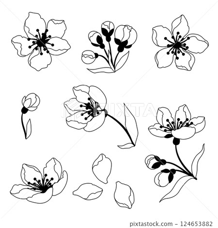 Set of spring flowers. Apple, sakura or cherry blossom. Beautiful decorative blooming plants. Set of spring flowers. Apple, sakura or cherry blossom. Beautiful decorative blooming plants. 124653882
