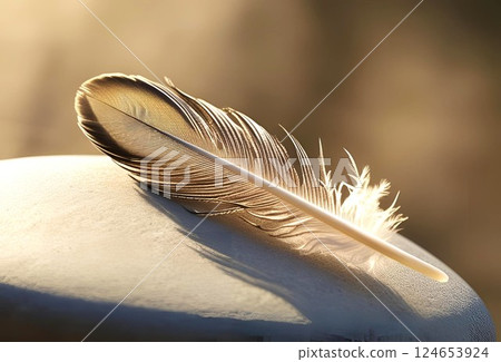 A bird feather in the light 124653924