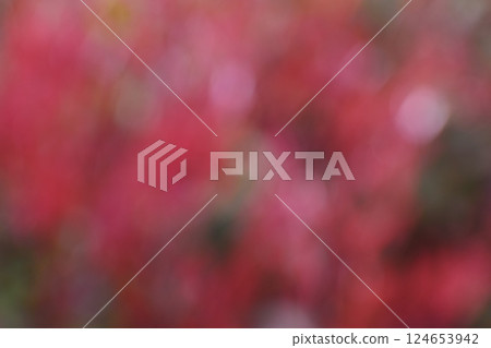 Magenta background material created from early spring buds Magenta background material created from early spring buds 124653942