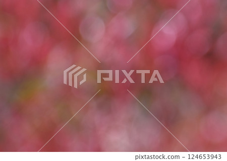 Magenta background material created from early spring buds Magenta background material created from early spring buds 124653943