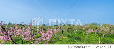 "Aomori Prefecture" Apple orchards and Mt. Iwaki 124653971