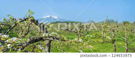 「青森縣」蘋果園和岩木山 「青森縣」蘋果園和岩木山 124653975