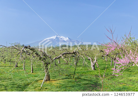 「青森縣」蘋果園和岩木山 124653977