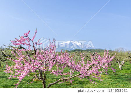 "Aomori Prefecture" Apple orchards and Mt. Iwaki 124653981
