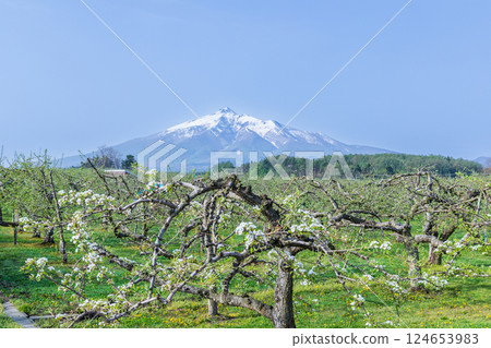 「青森縣」蘋果園和岩木山 124653983