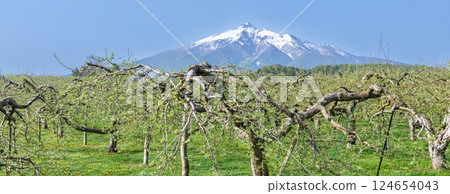 「青森縣」蘋果園和岩木山 124654043